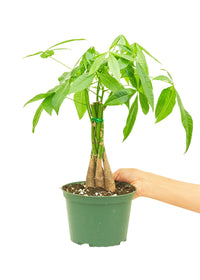 Thumbnail for Braided Money Tree, Medium - SunSwill Plant Shop