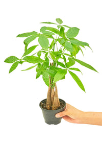 Thumbnail for Braided Money Tree, Small - SunSwill Plant Shop