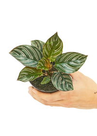 Thumbnail for Calathea 'Pinstripe', Small - SunSwill Plant Shop
