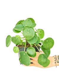 Thumbnail for Chinese Money Plant, Medium - SunSwill Plant Shop