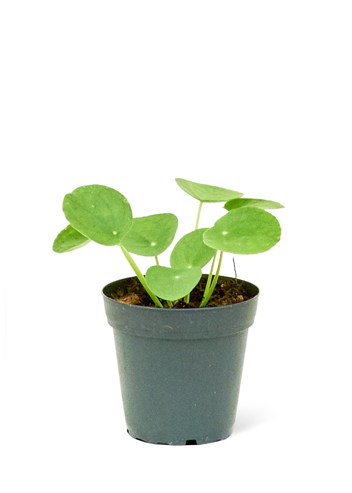 Chinese Money Plant, Small - SunSwill Plant Shop