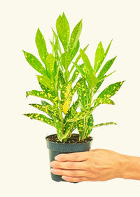 Thumbnail for Croton 'Gold Dust', Small - SunSwill Plant Shop