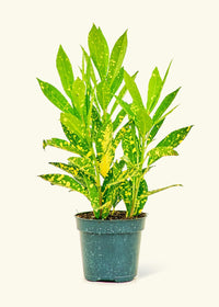 Thumbnail for Croton 'Gold Dust', Small - SunSwill Plant Shop