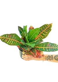 Thumbnail for Croton 'Petra', Medium - SunSwill Plant Shop