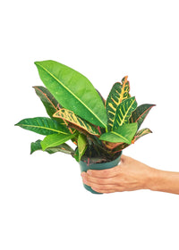 Thumbnail for Croton 'Petra', Small - SunSwill Plant Shop