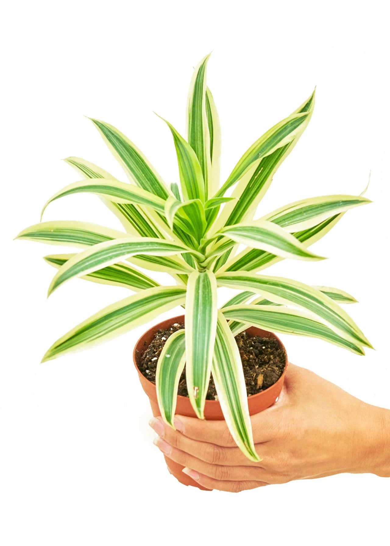 Dracaena 'Song of India', Small - SunSwill Plant Shop