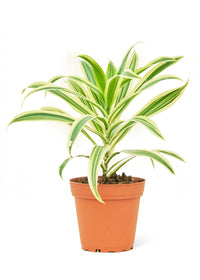 Thumbnail for Dracaena 'Song of India', Small - SunSwill Plant Shop