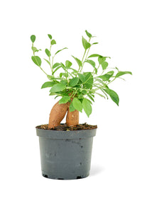 Thumbnail for Ficus 'Ginseng', Medium - SunSwill Plant Shop
