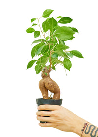 Thumbnail for Ficus 'Ginseng', Small - SunSwill Plant Shop