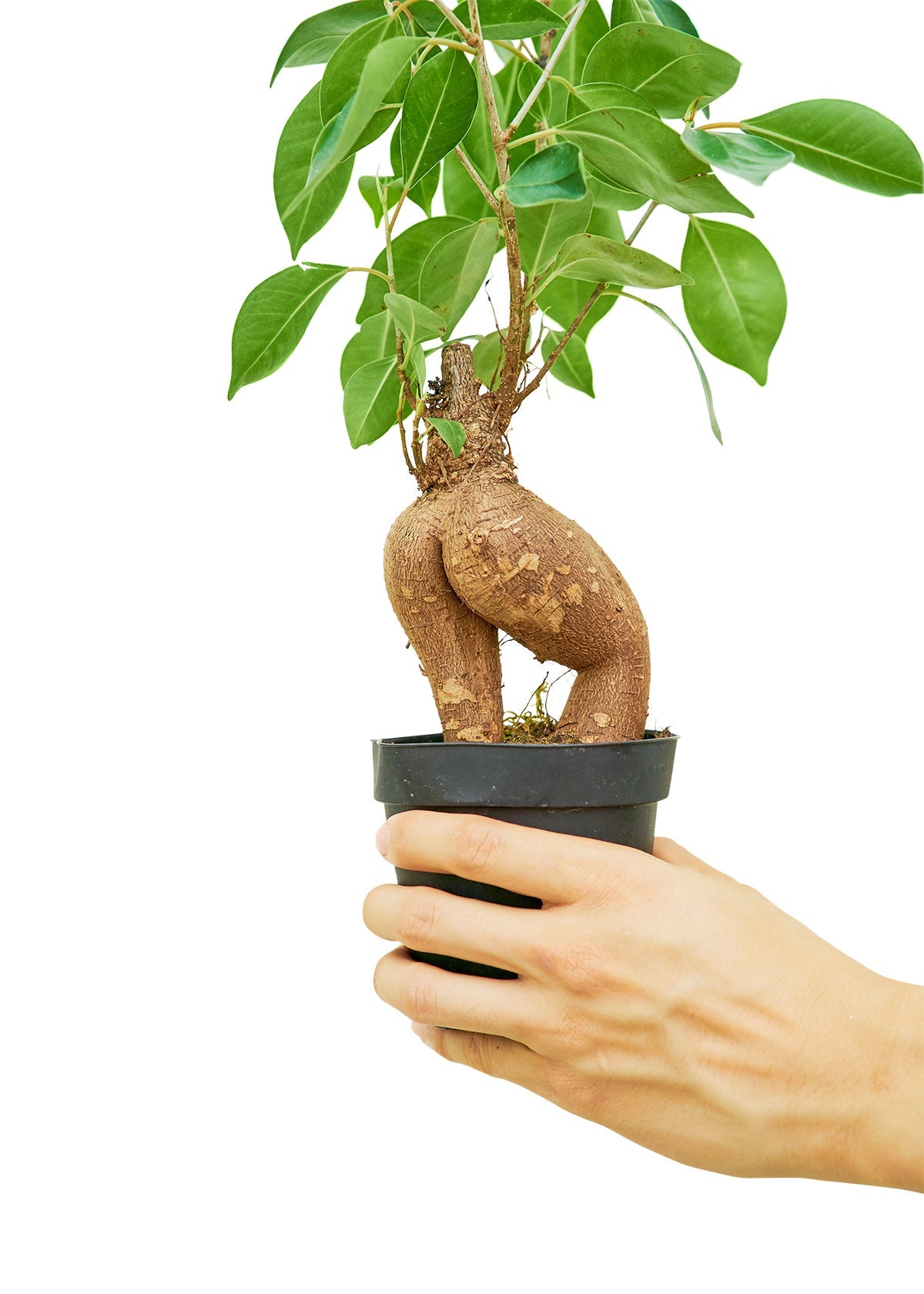 Ficus 'Ginseng', Small - SunSwill Plant Shop
