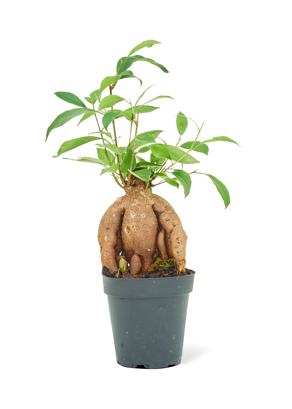 Ficus 'Ginseng', Small - SunSwill Plant Shop