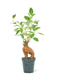 Thumbnail for Ficus 'Ginseng', Small - SunSwill Plant Shop