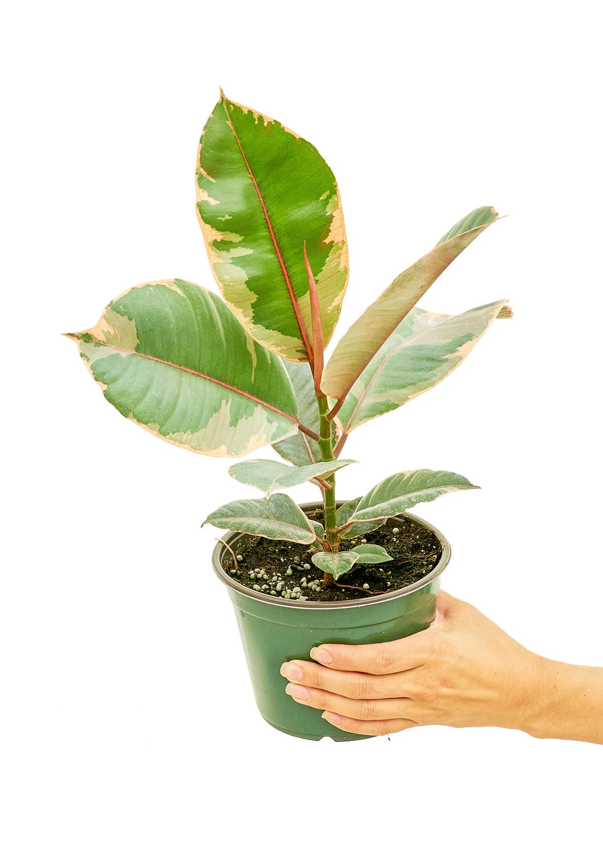 Ficus 'Tineke', Medium - SunSwill Plant Shop