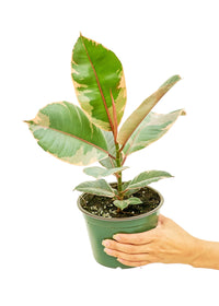 Thumbnail for Ficus 'Tineke', Medium - SunSwill Plant Shop