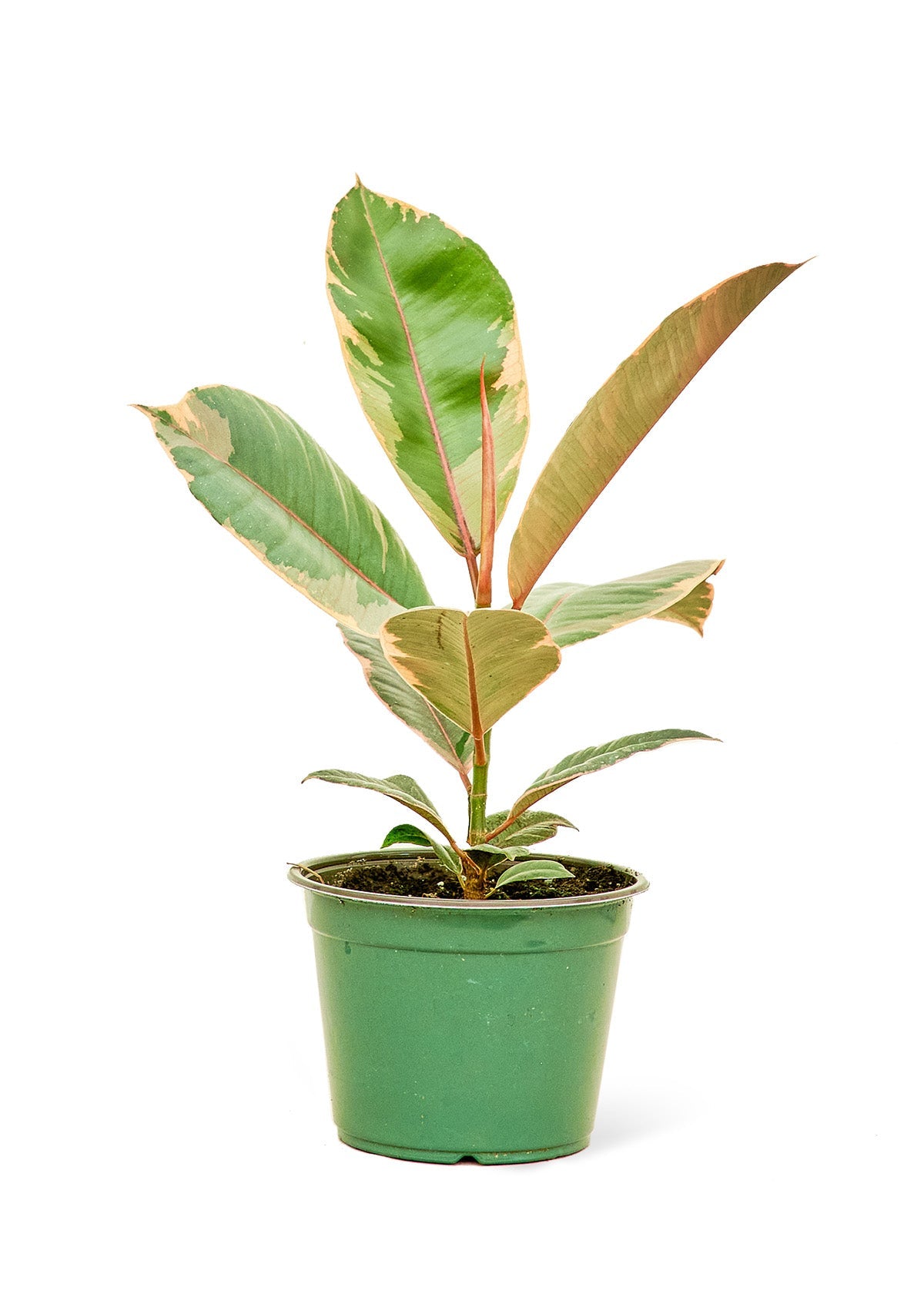 Ficus 'Tineke', Medium - SunSwill Plant Shop