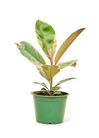 Thumbnail for Ficus 'Tineke', Medium - SunSwill Plant Shop