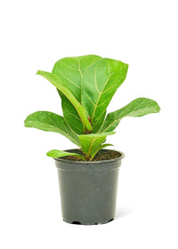 Thumbnail for Fiddle Leaf Fig, Small