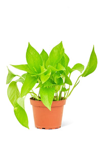 Thumbnail for Golden Pothos, Small - SunSwill Plant Shop