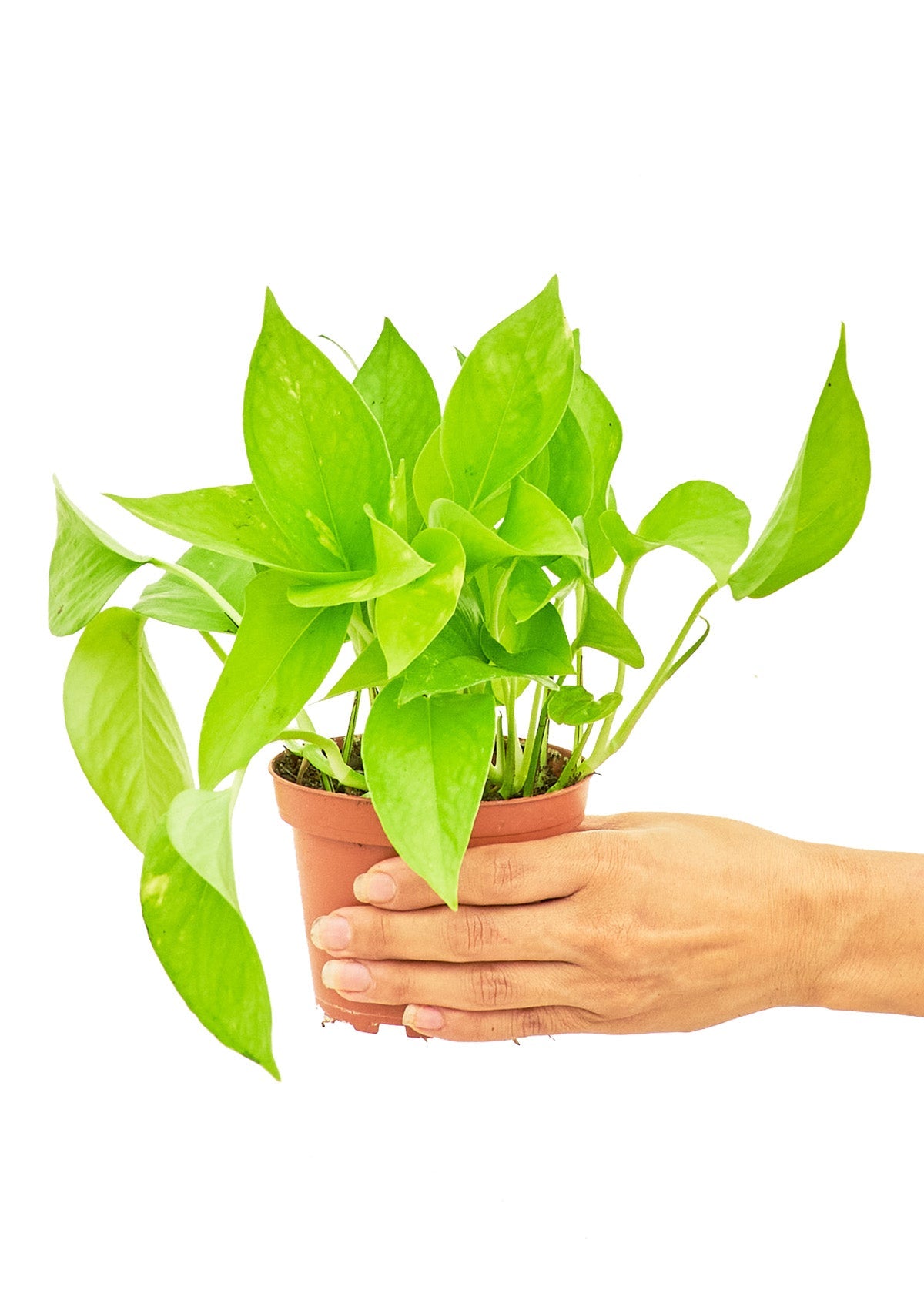 Golden Pothos, Small - SunSwill Plant Shop