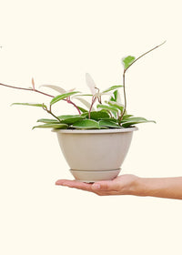 Thumbnail for Hoya 'Krimson Queen', Hanging - SunSwill Plant Shop