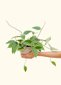 Thumbnail for Hoya 'Macrophylla', Hanging - SunSwill Plant Shop