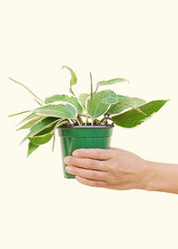 Thumbnail for Hoya 'Macrophylla', Small - SunSwill Plant Shop