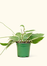 Thumbnail for Hoya 'Macrophylla', Small - SunSwill Plant Shop