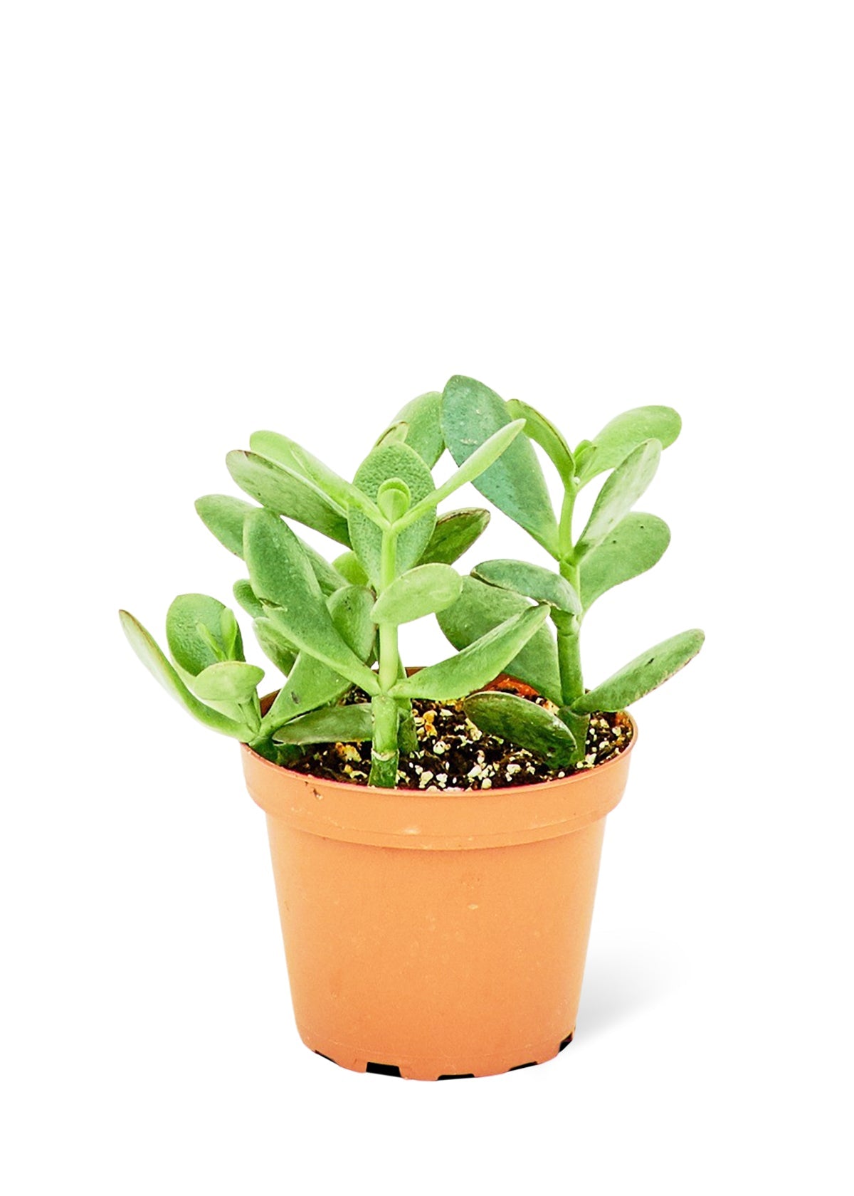 Jade Plant, Small - SunSwill Plant Shop