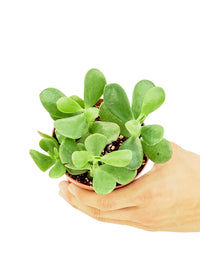 Thumbnail for Jade Plant, Small - SunSwill Plant Shop