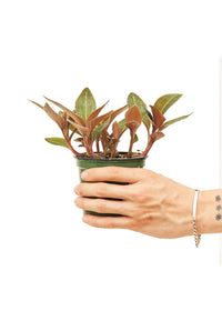 Thumbnail for Jewel Orchid 'Discolor', Small - SunSwill Plant Shop