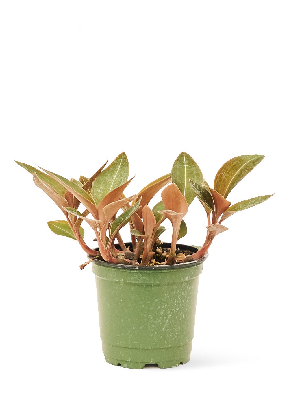 Jewel Orchid 'Discolor', Small - SunSwill Plant Shop