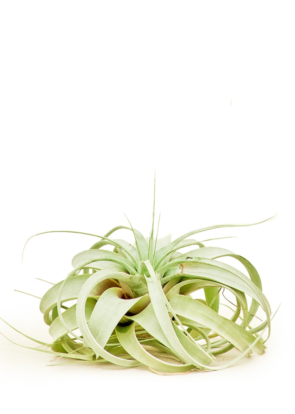 King of Air Plants, Large