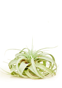 Thumbnail for King of Air Plants, Large