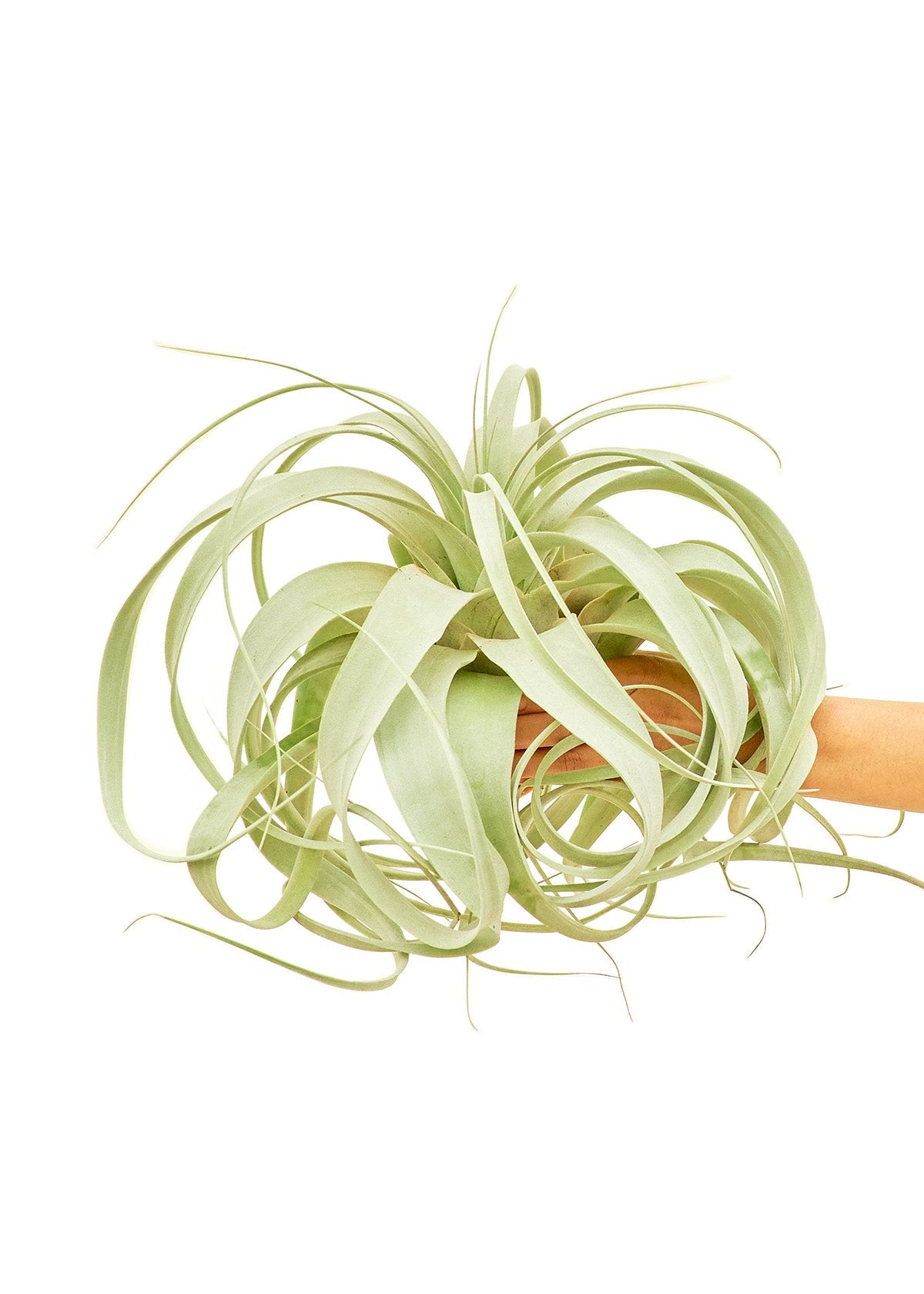 King of Air Plants, Large