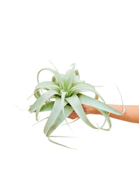 Thumbnail for King of Air Plants, Medium - SunSwill Plant Shop