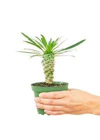 Thumbnail for Madagascar Palm, Small
