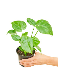 Thumbnail for Monstera Swiss Cheese Plant, Small - SunSwill Plant Shop