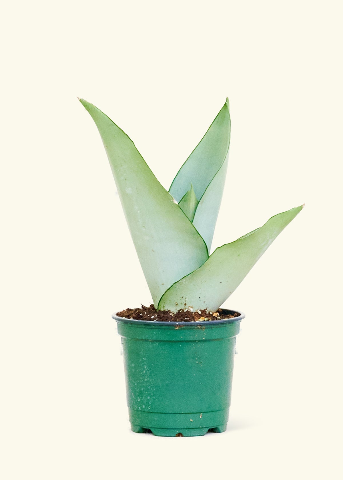 Moonshine Snake Plant, Small - SunSwill Plant Shop