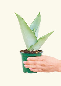 Thumbnail for Moonshine Snake Plant, Small - SunSwill Plant Shop