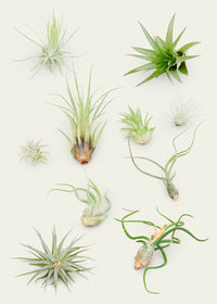 Thumbnail for Mystery Air Plant Box 10-Pack