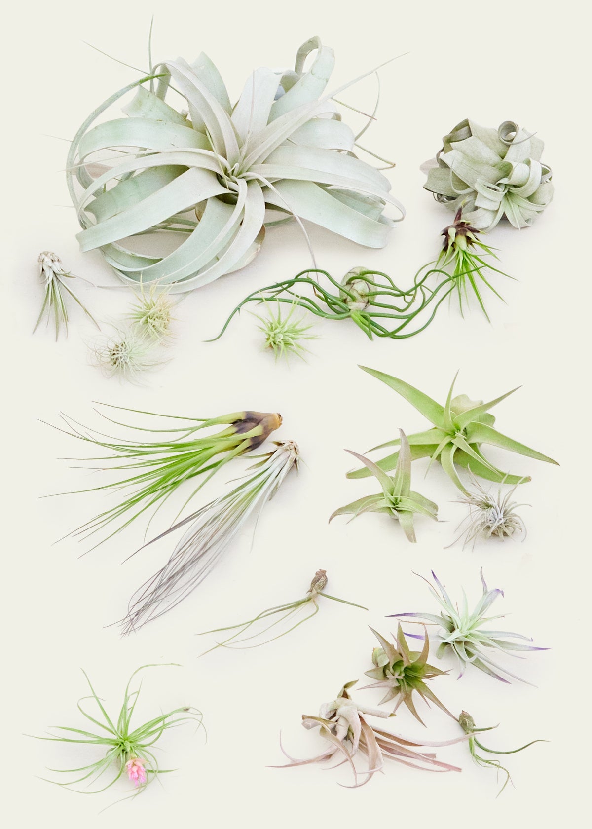 Mystery Air Plant Box 20-Pack - SunSwill Plant Shop