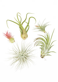 Thumbnail for Mystery Air Plant Box 5-Pack