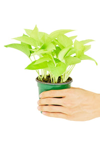 Thumbnail for Neon Pothos, Small - SunSwill Plant Shop