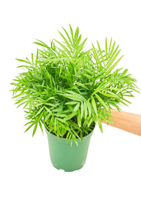 Thumbnail for Parlor Palm, Medium - SunSwill Plant Shop