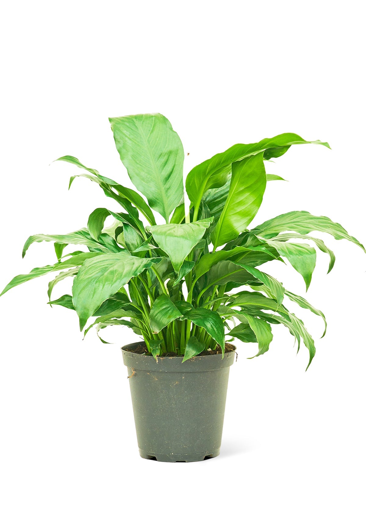 Peace Lily, Medium - SunSwill Plant Shop