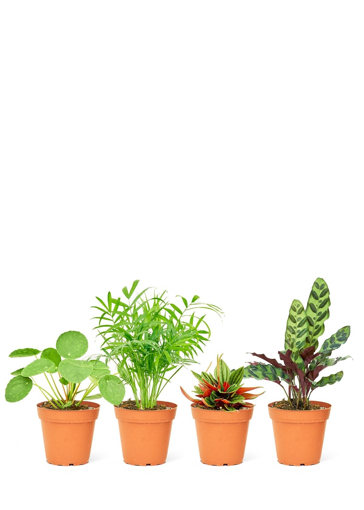Pet Friendly Assorted Box, Small 4-Pack - SunSwill Plant Shop