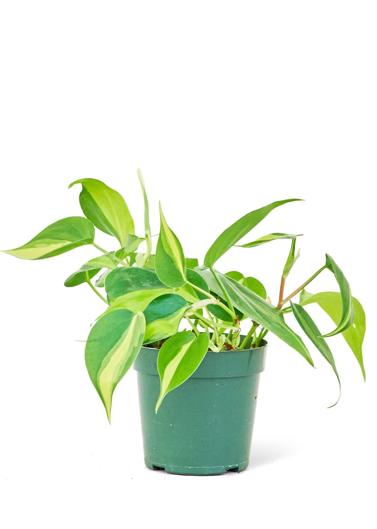 Philodendron 'Brazil', Small - SunSwill Plant Shop