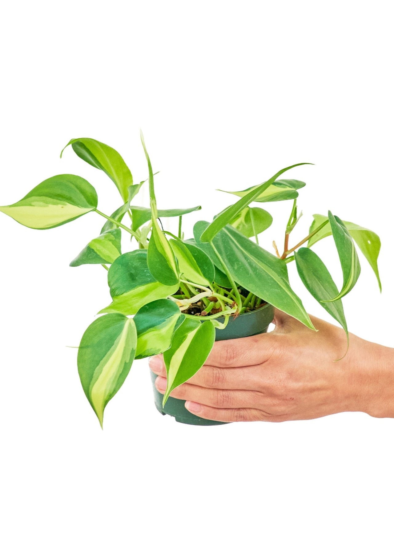 Philodendron 'Brazil', Small - SunSwill Plant Shop