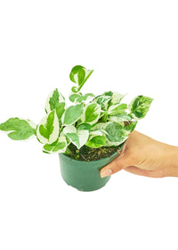 Thumbnail for Pothos 'Pearls and Jade', Small - SunSwill Plant Shop