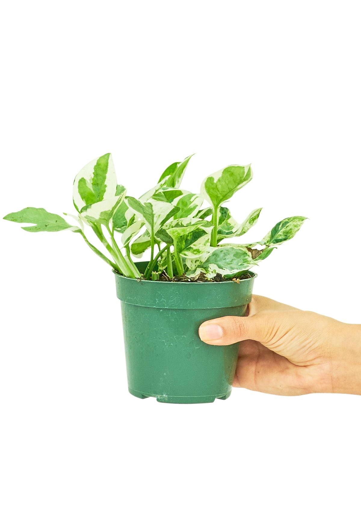 Pothos 'Pearls and Jade', Small - SunSwill Plant Shop